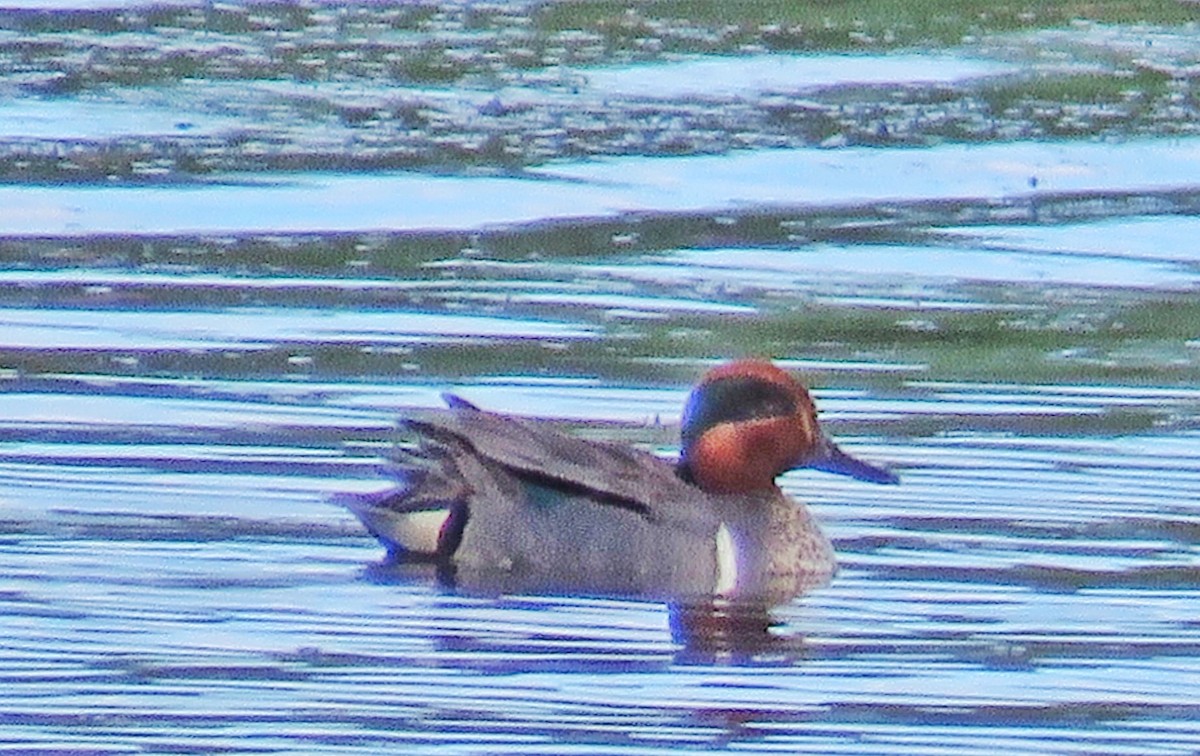 Green-winged Teal - ML30016521