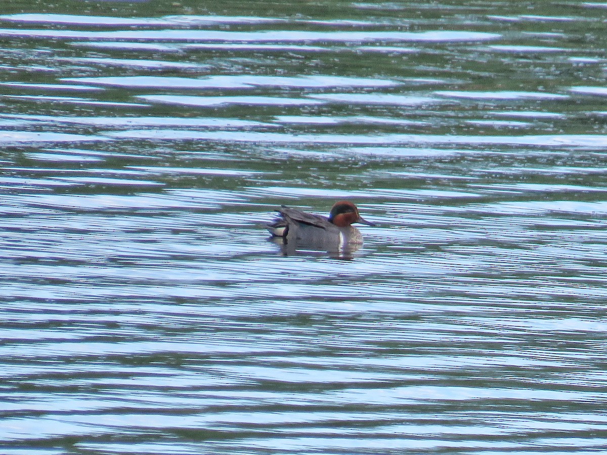 Green-winged Teal - ML30016531