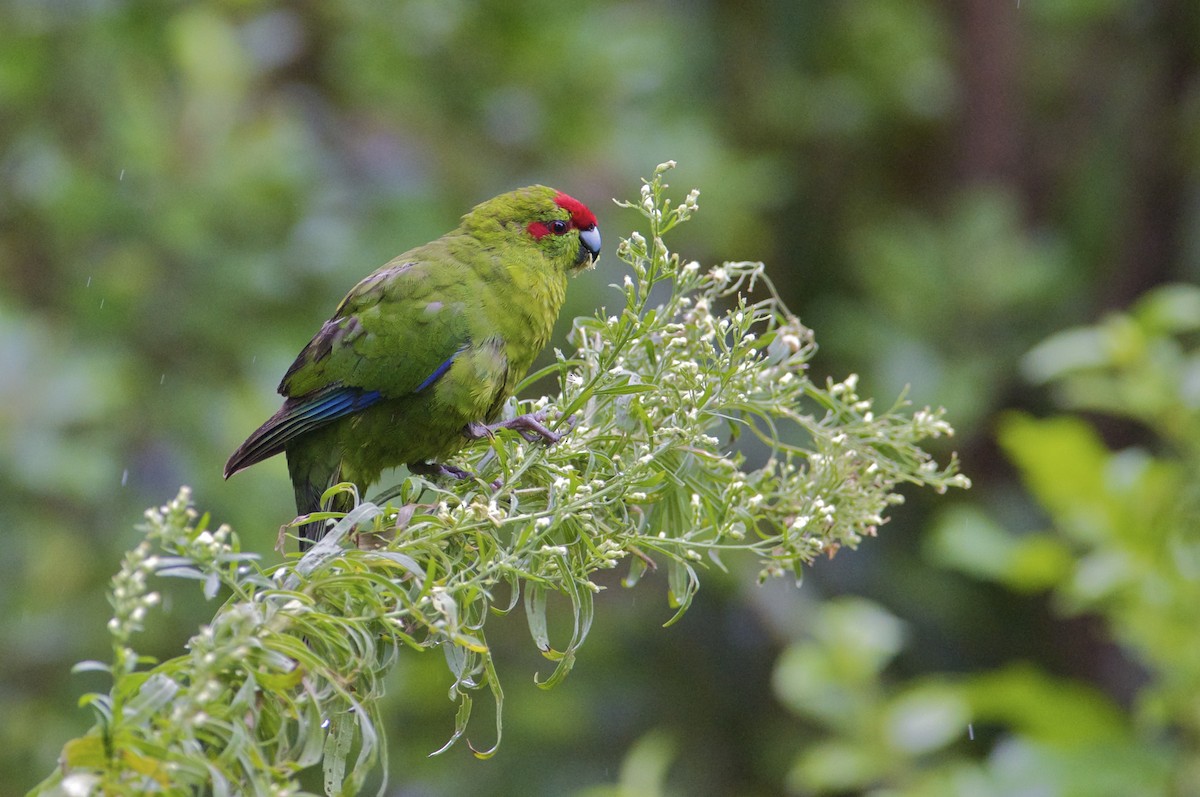 Red-crowned Parakeet - ML300166111