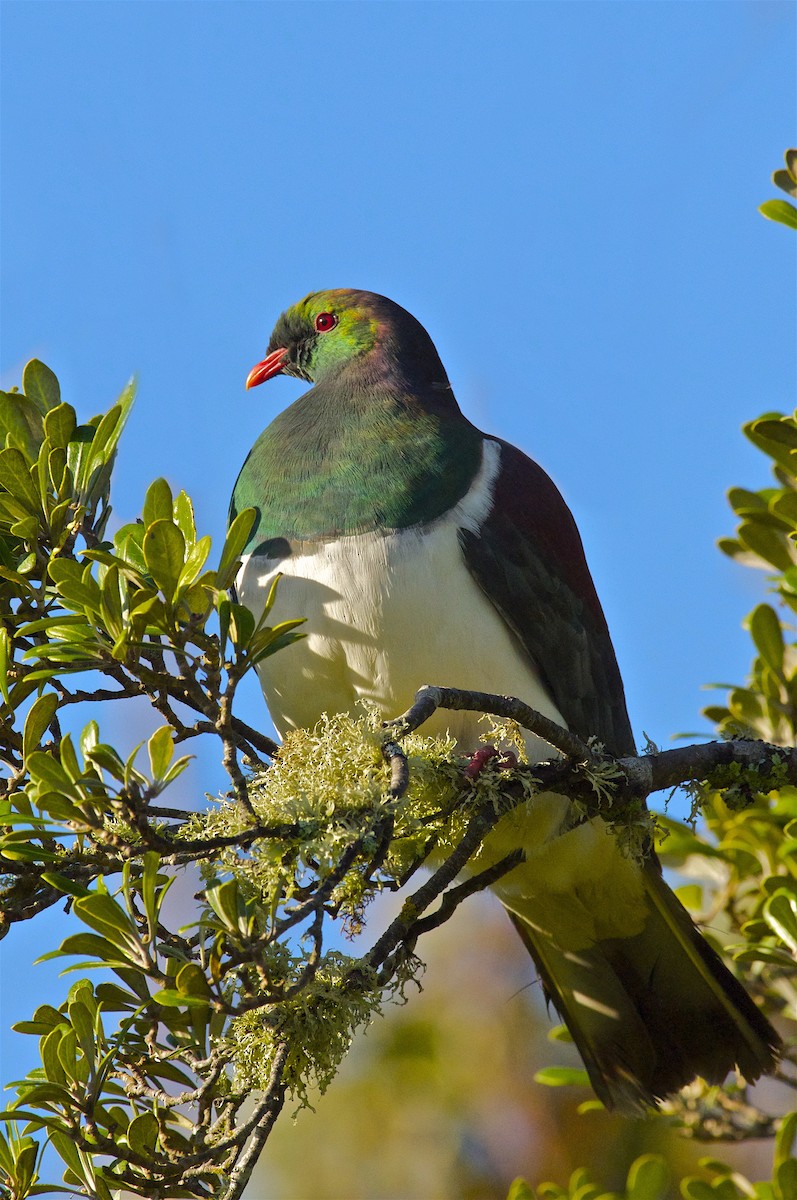 New Zealand Pigeon - ML300166731