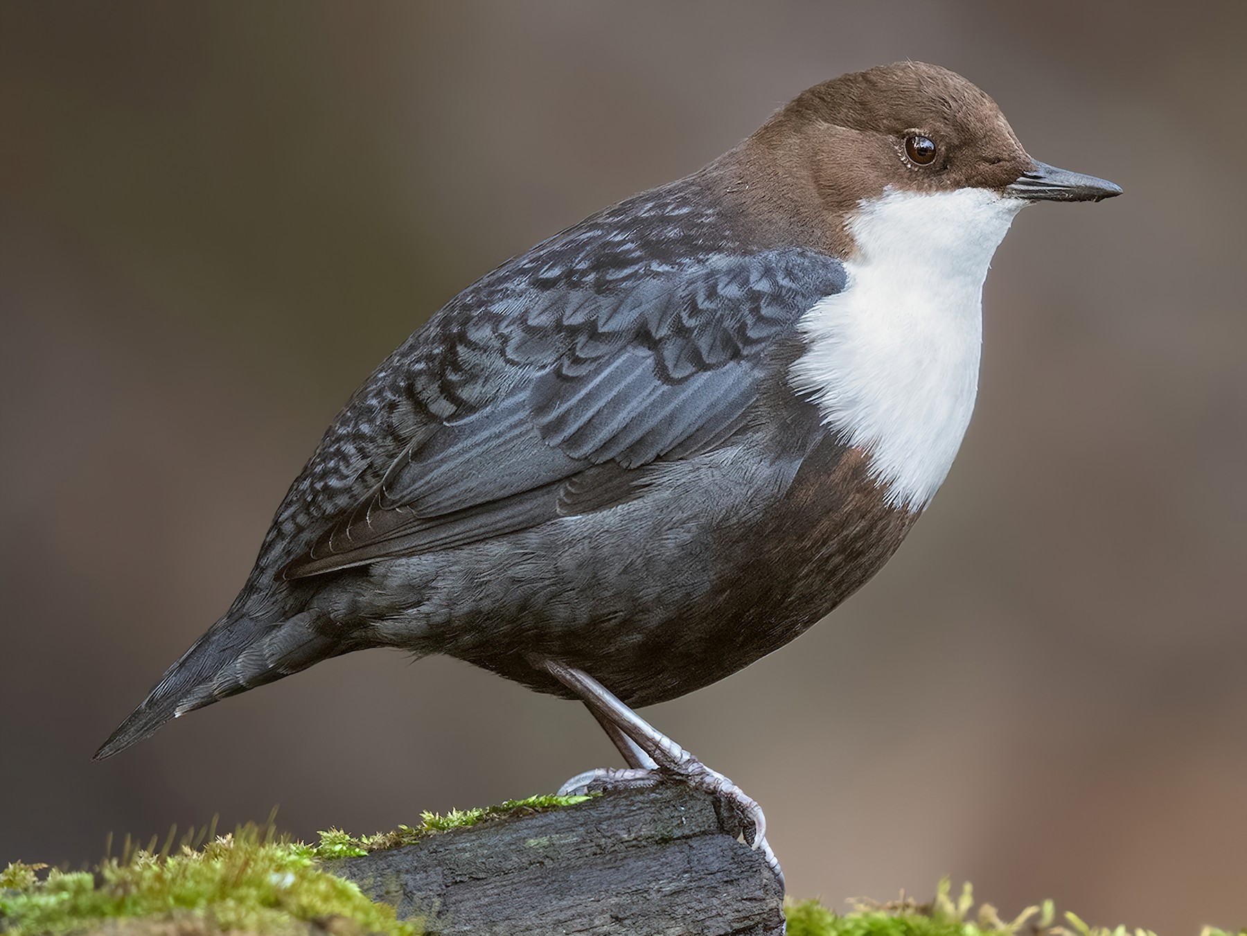 White-throated Dipper - Ivan Sjögren