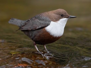 ムナジロカワガラス　バードカービング ムナジロカワガラス - eBird