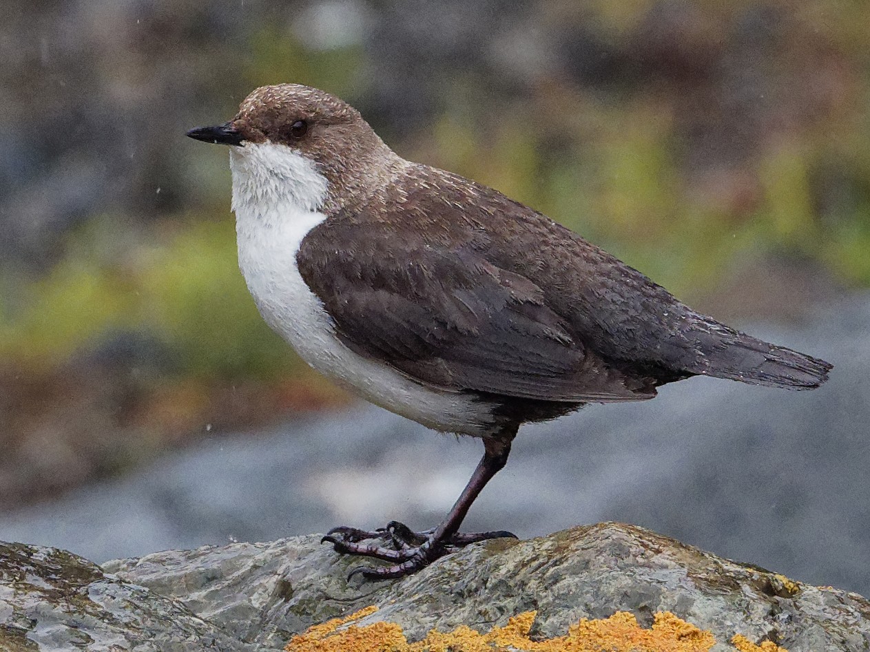 Whitethroated Dipper eBird