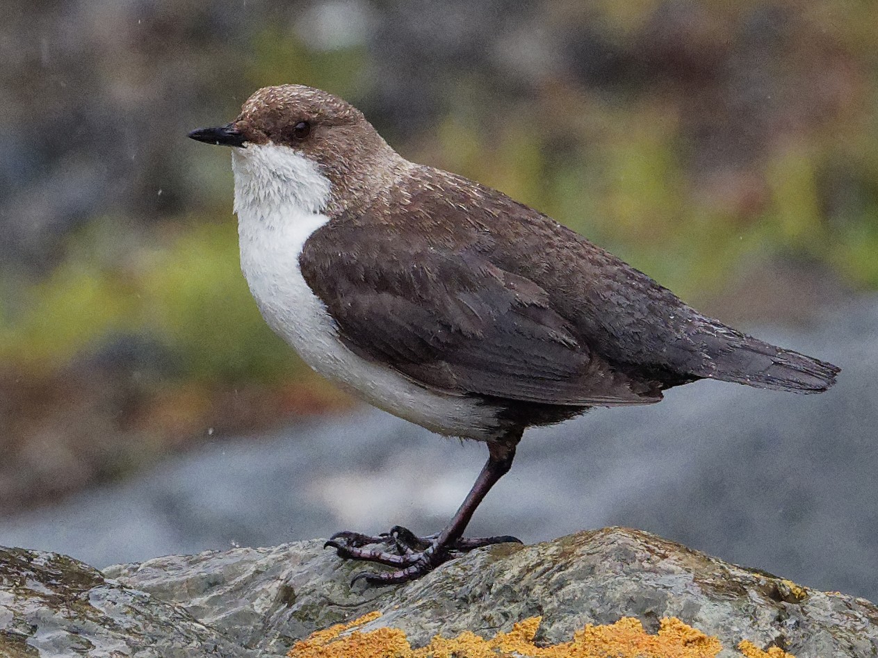 White-throated Dipper - Vincent Wang