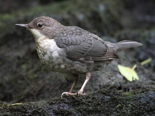ムナジロカワガラス - eBird