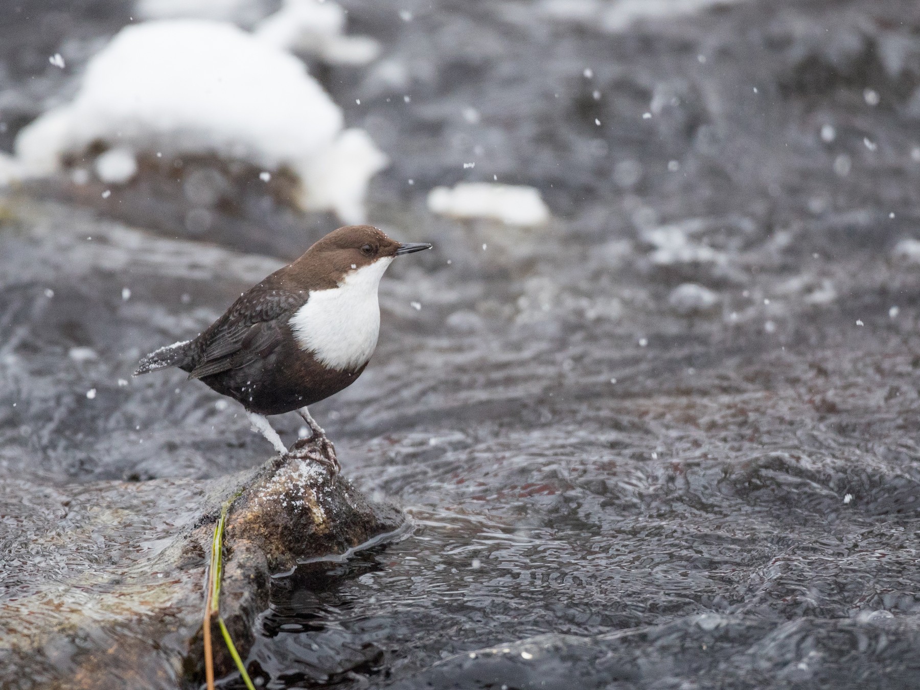 Whitethroated Dipper eBird