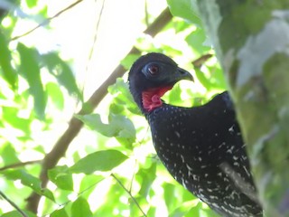 Crested Guan, ML300173611