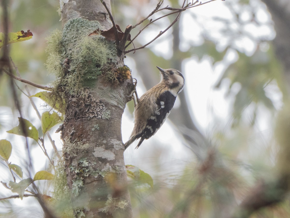 Gray-capped Pygmy Woodpecker - ML300177351
