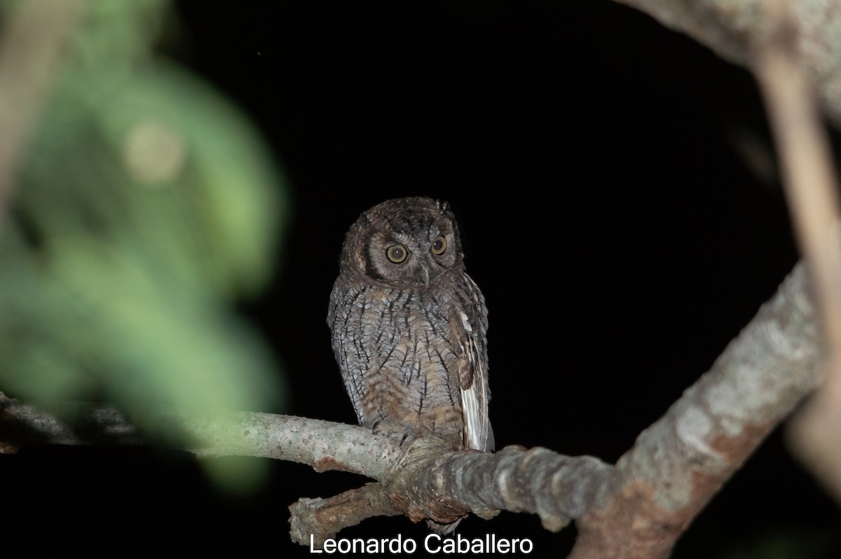 Tropical Screech-Owl - Leonardo Caballero