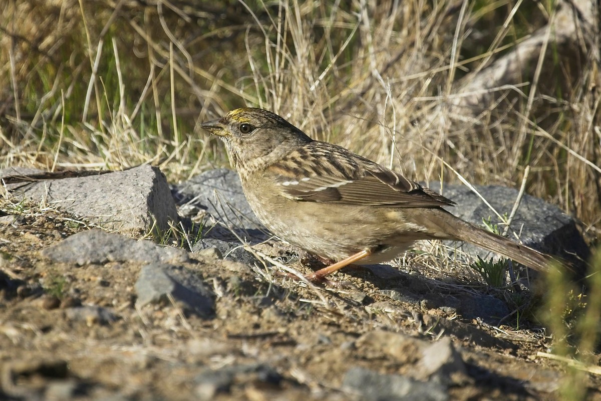 Golden-crowned Sparrow - Christopher Adler