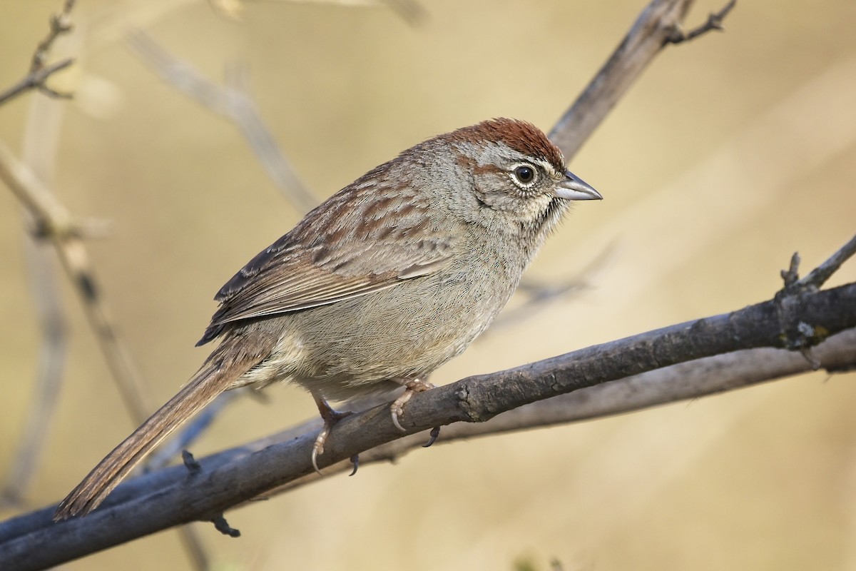 Rufous-crowned Sparrow - Christopher Adler