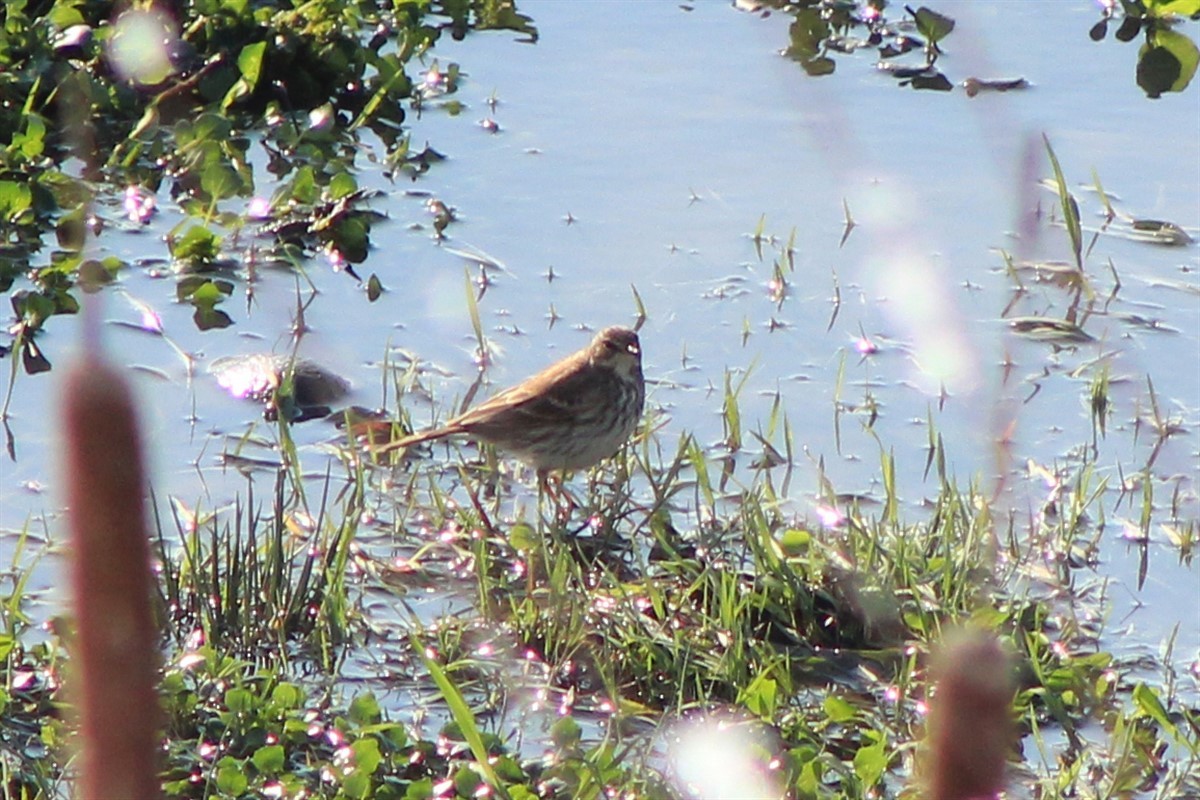Water Pipit - ML300187001