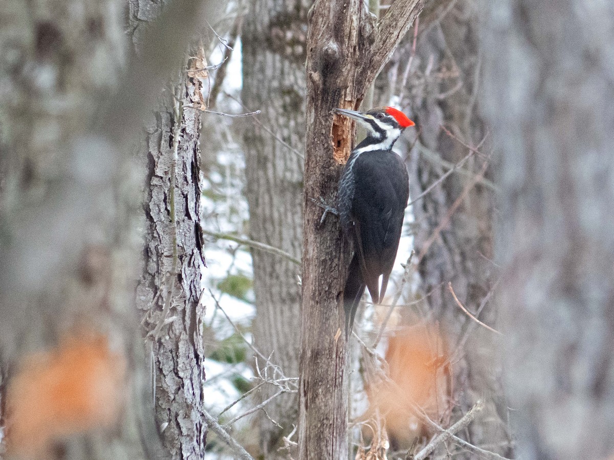 Pileated Woodpecker - Susan Elliott