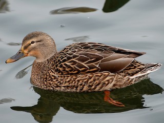 Weibchen - Joshua Vandermeulen - ML300190601