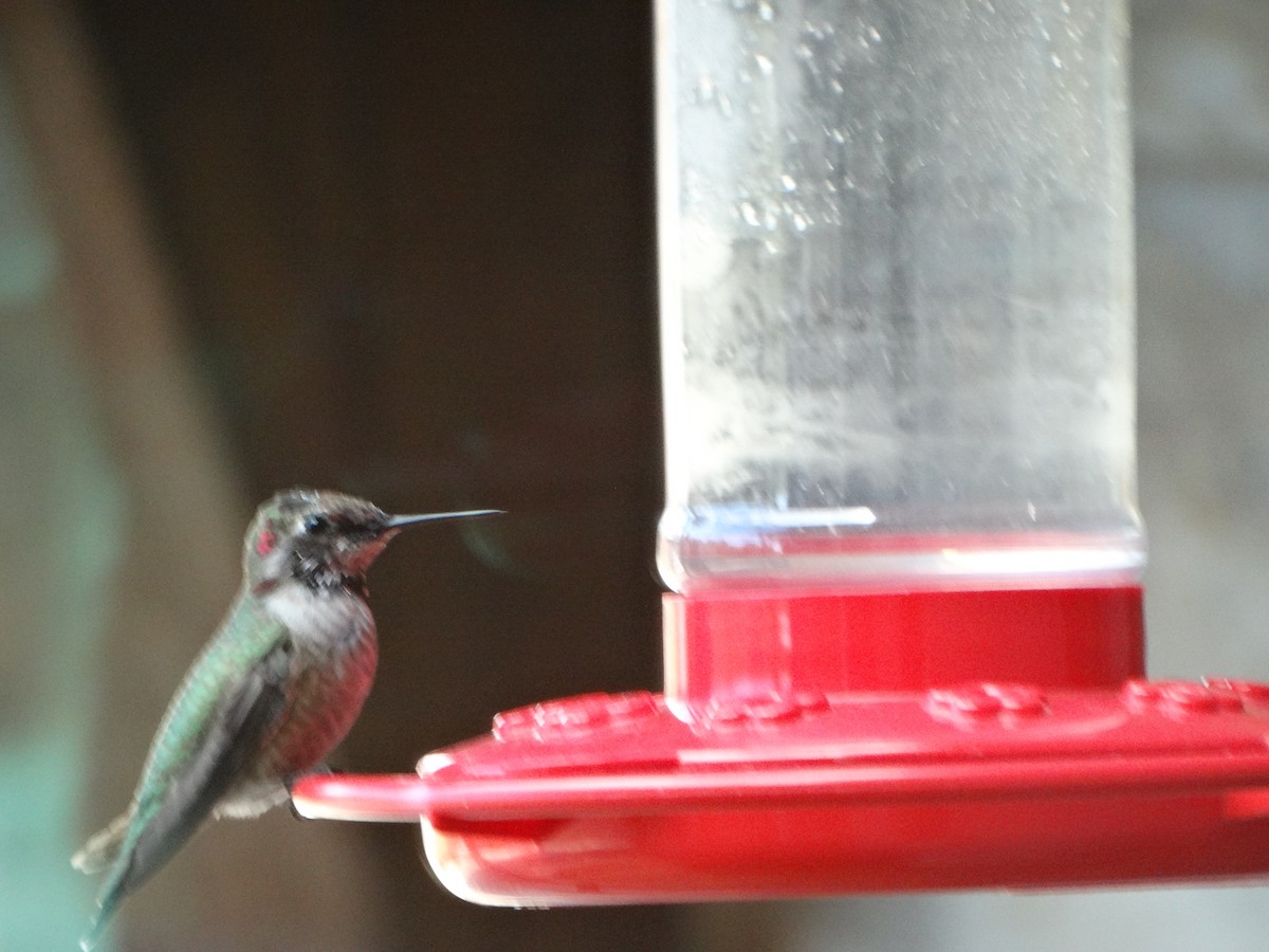 Anna's Hummingbird - ML300192411