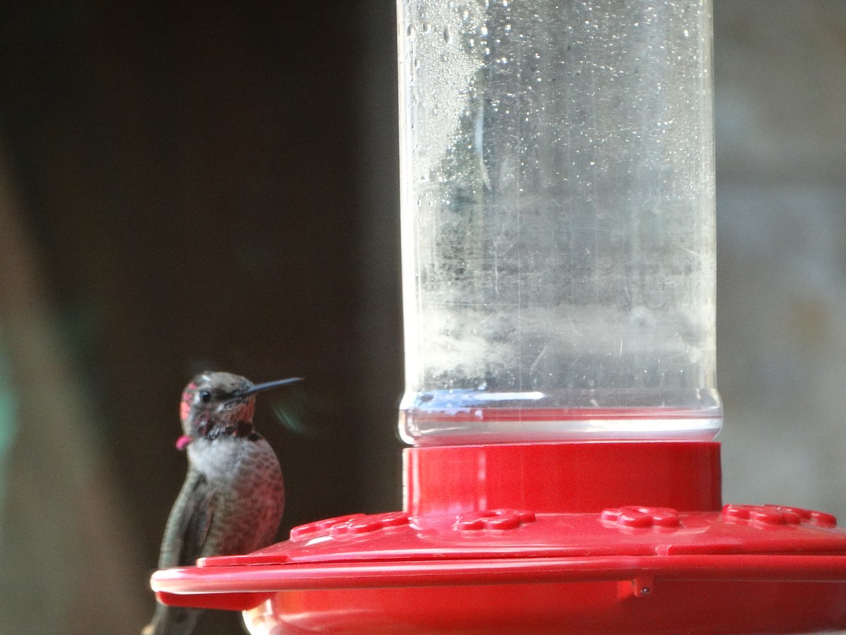 Anna's Hummingbird - ML300192431