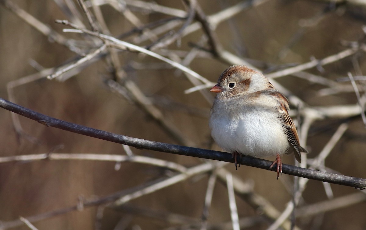 Field Sparrow - Theo Staengl