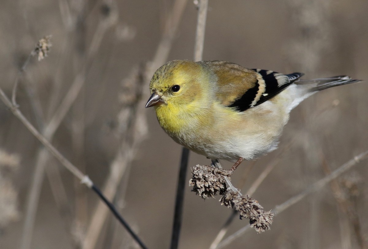 American Goldfinch - Theo Staengl