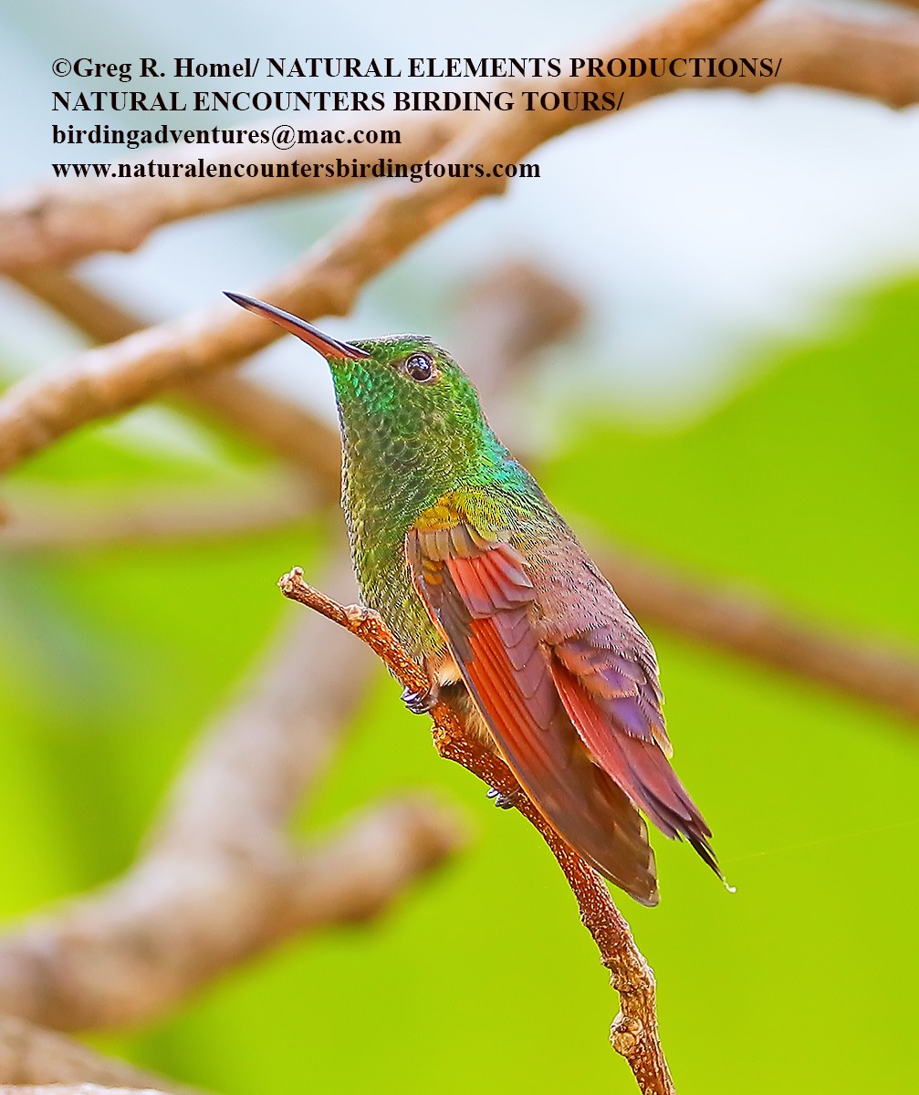 kolibřík mexický - ML30019581