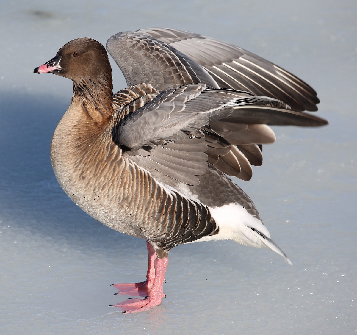 Pink-footed Goose - ML300196591