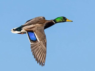 Breeding male - Cynthia King - ML300196861