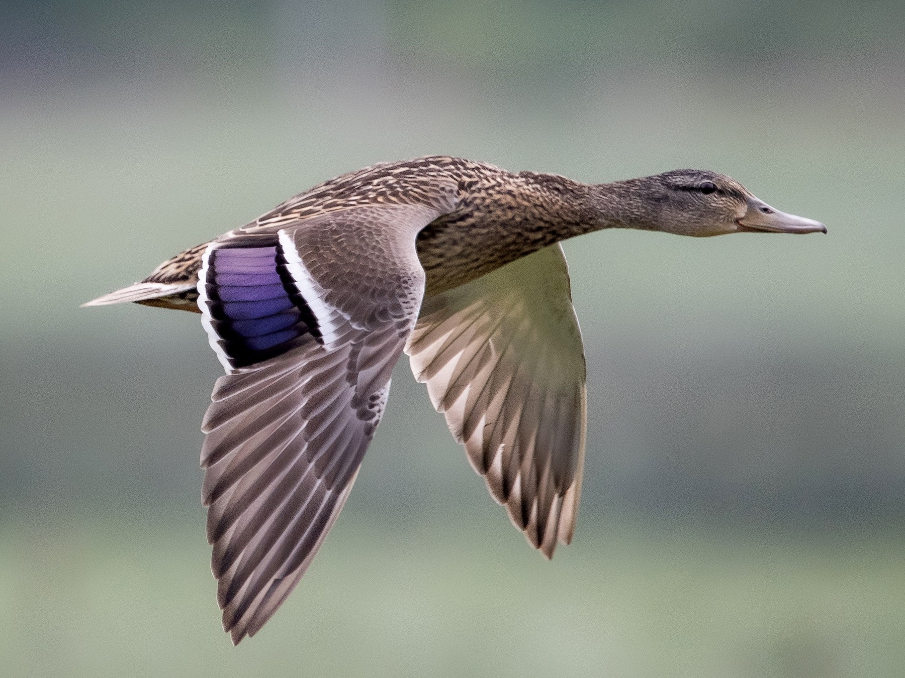 difference between male and female mallard ducks