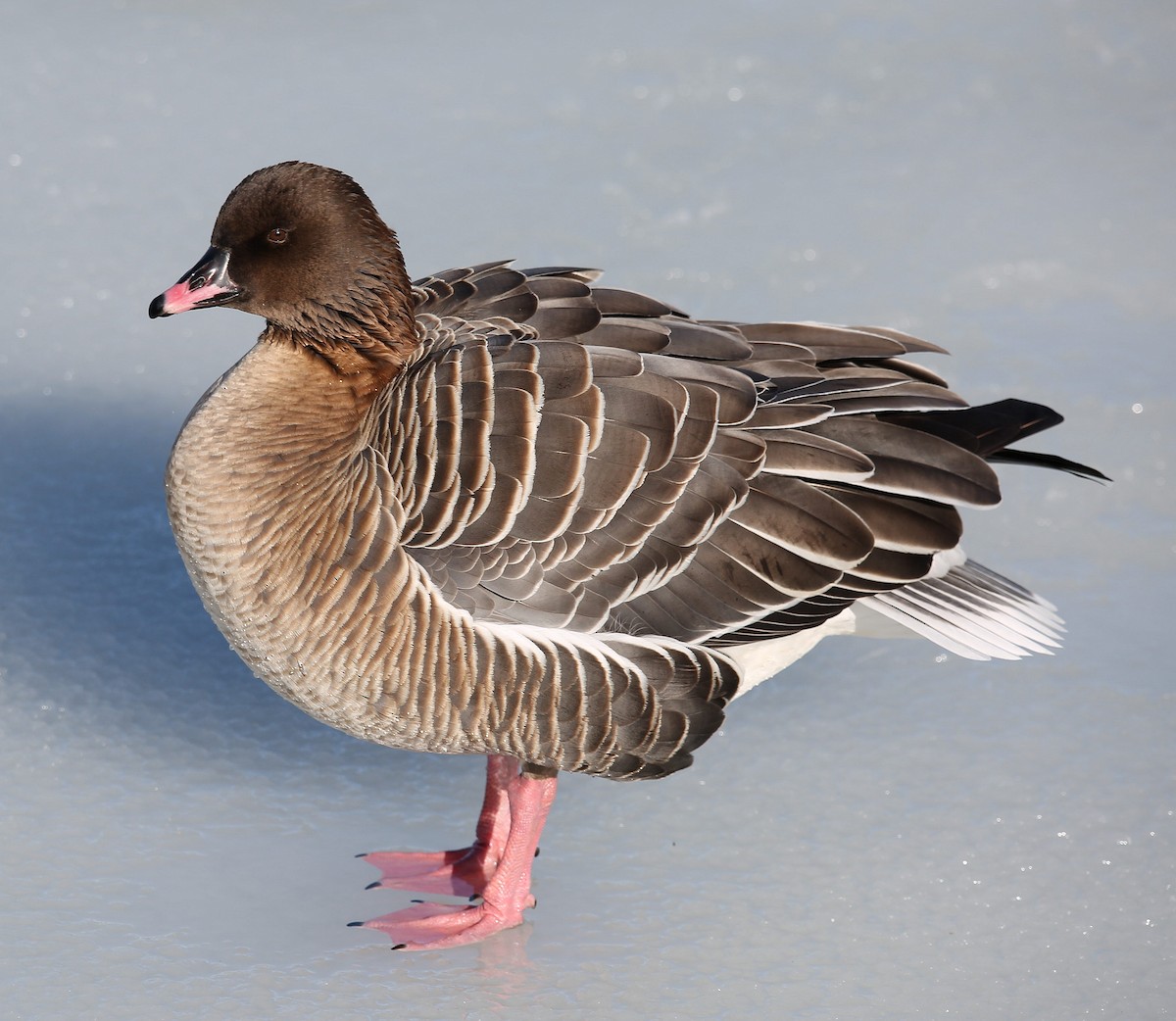 Pink-footed Goose - ML300200331