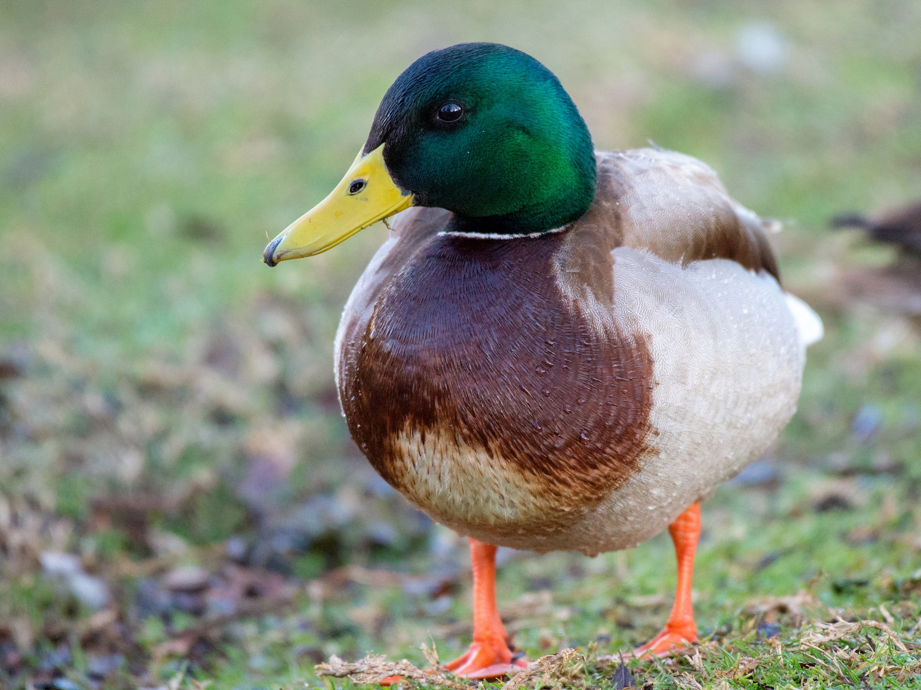 マガモ Ebird