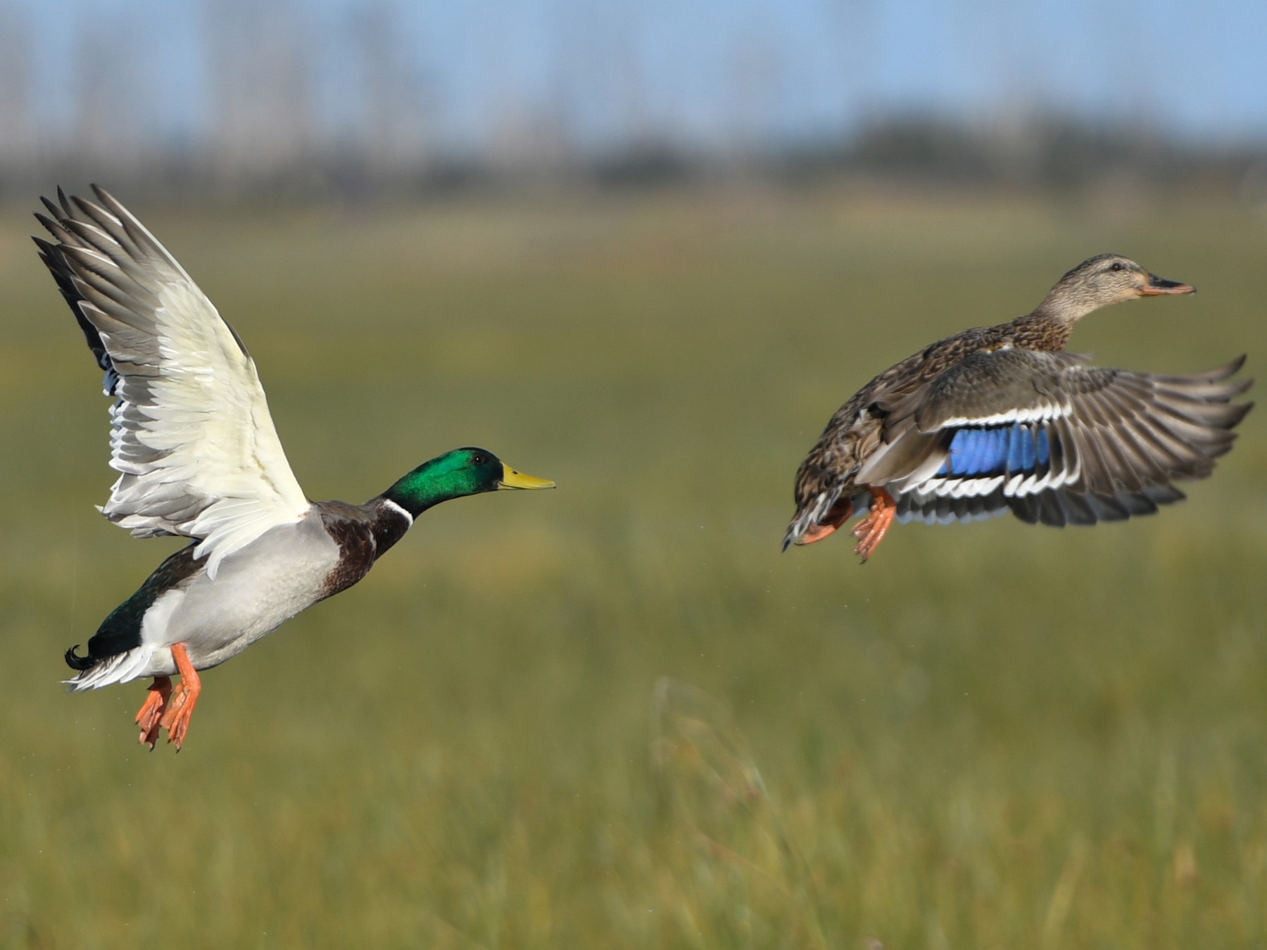 マガモ Ebird