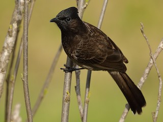  - Red-vented Bulbul