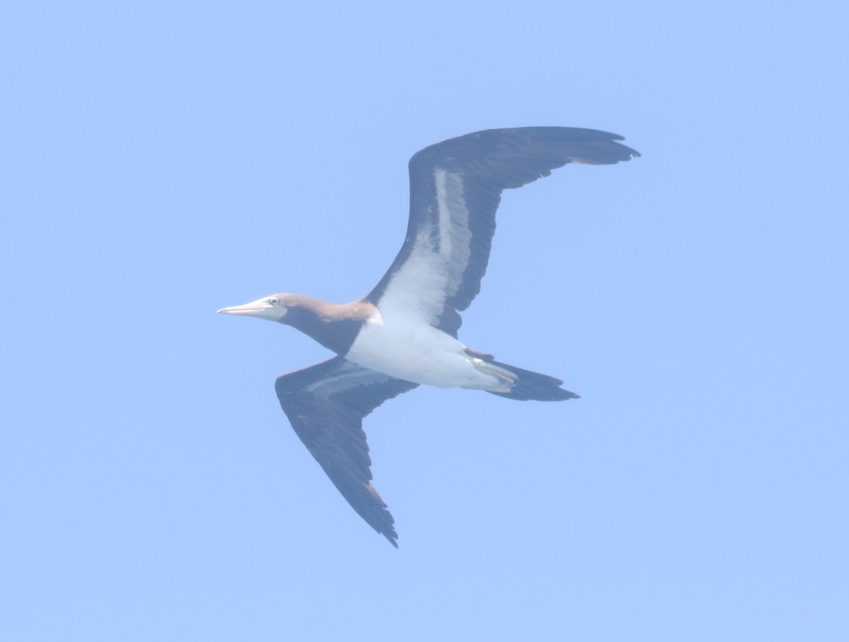Brown Booby - ML300203801