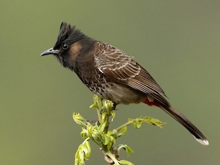  - Red-vented Bulbul