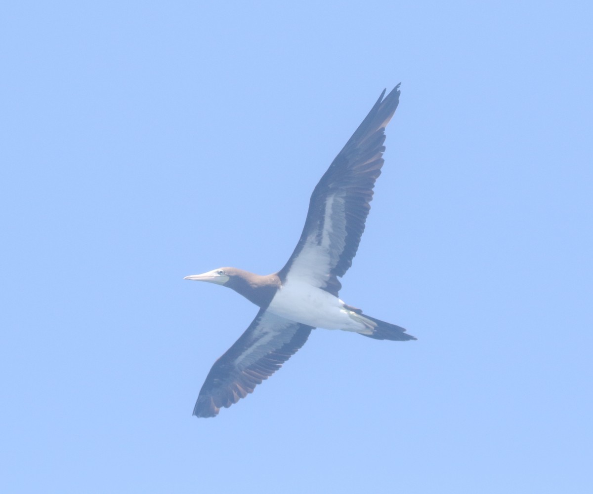 Brown Booby - ML300203831
