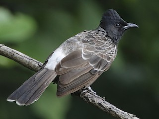  - Red-vented Bulbul