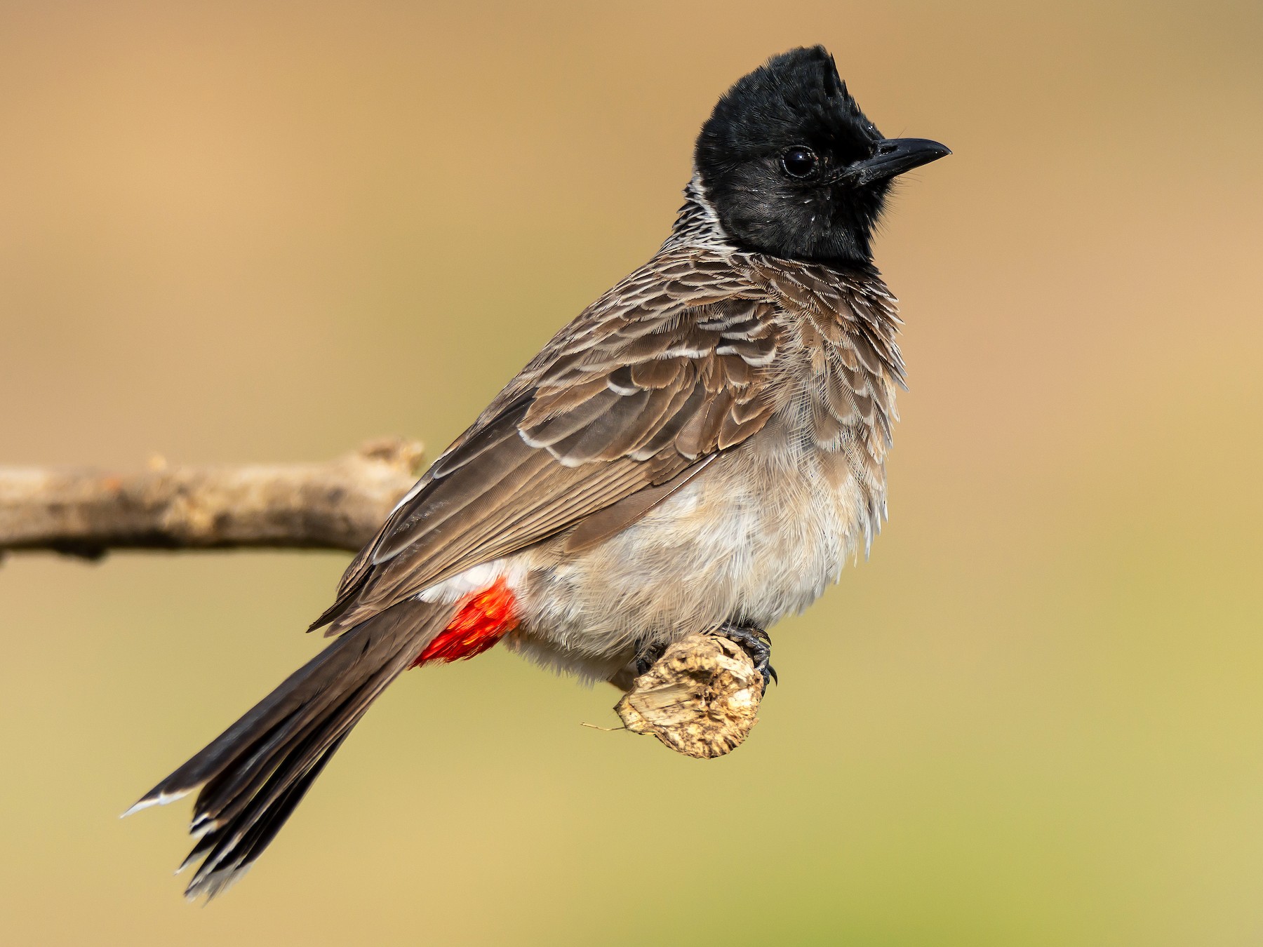 Red-vented Bulbul - Ramesh Desai