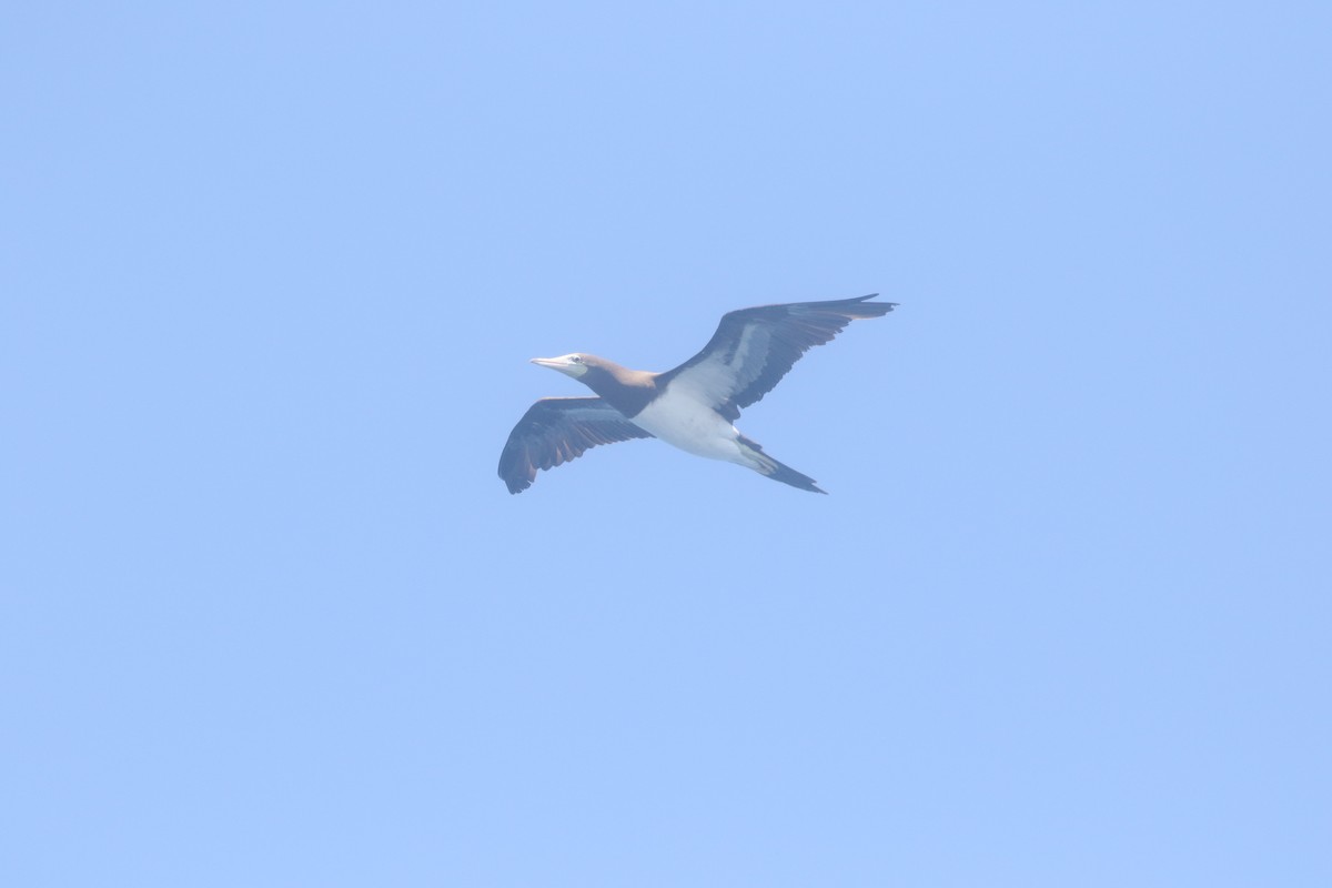 Brown Booby - ML300203981