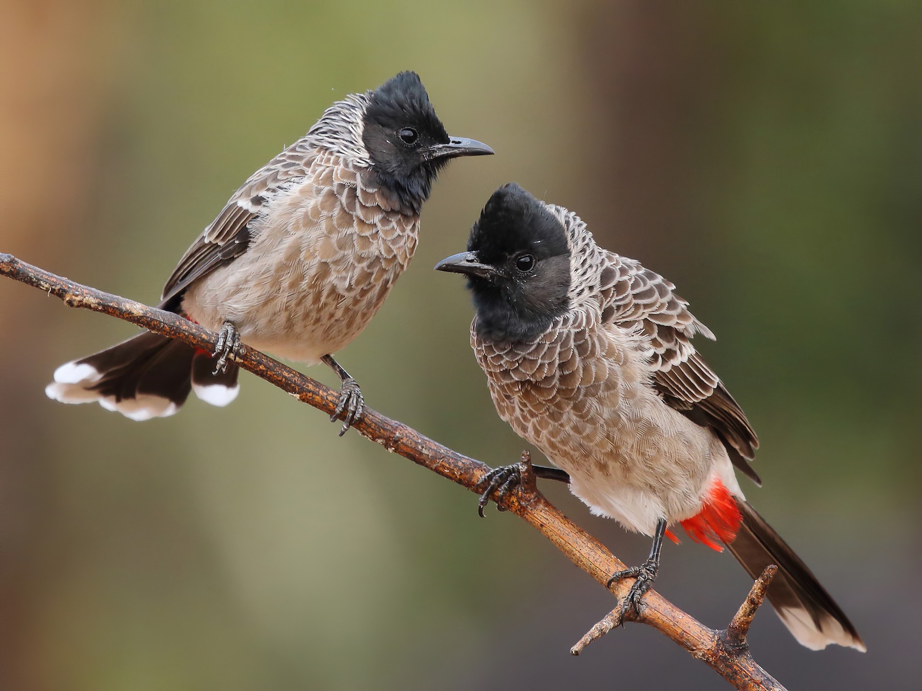 Red-vented Bulbul - Rahul  Singh