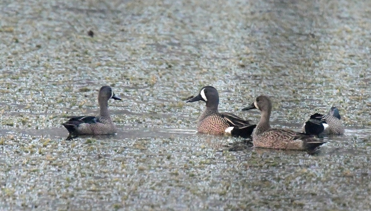Blue-winged Teal - ML300204351