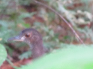 Cinereous Tinamou, ML300206091