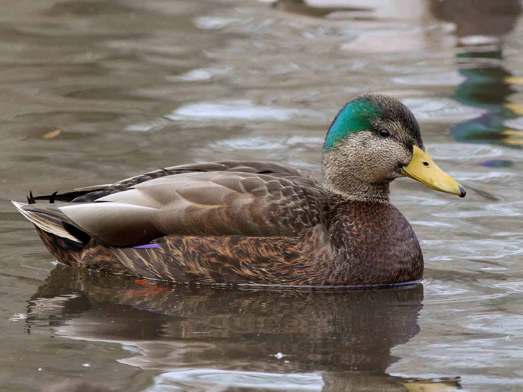 Mallard EBird   1800