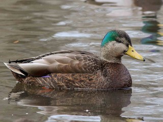Male (hybrid with American Black Duck) - Michael O'Brien - ML300206451