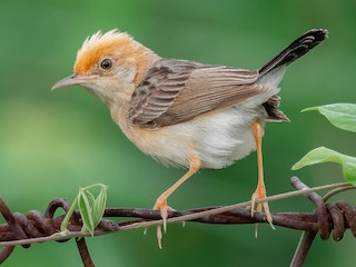 นกเพศผู้ชุดขนฤดูผสมพันธุ์ - Natthaphat Chotjuckdikul - ML300207401