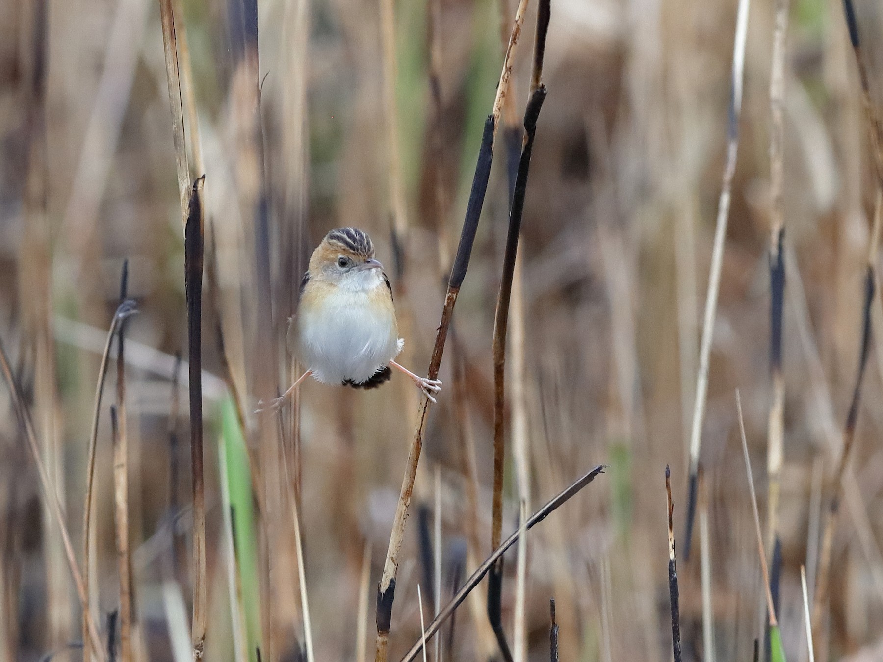 Golden-headed Cisticola - Holger Teichmann