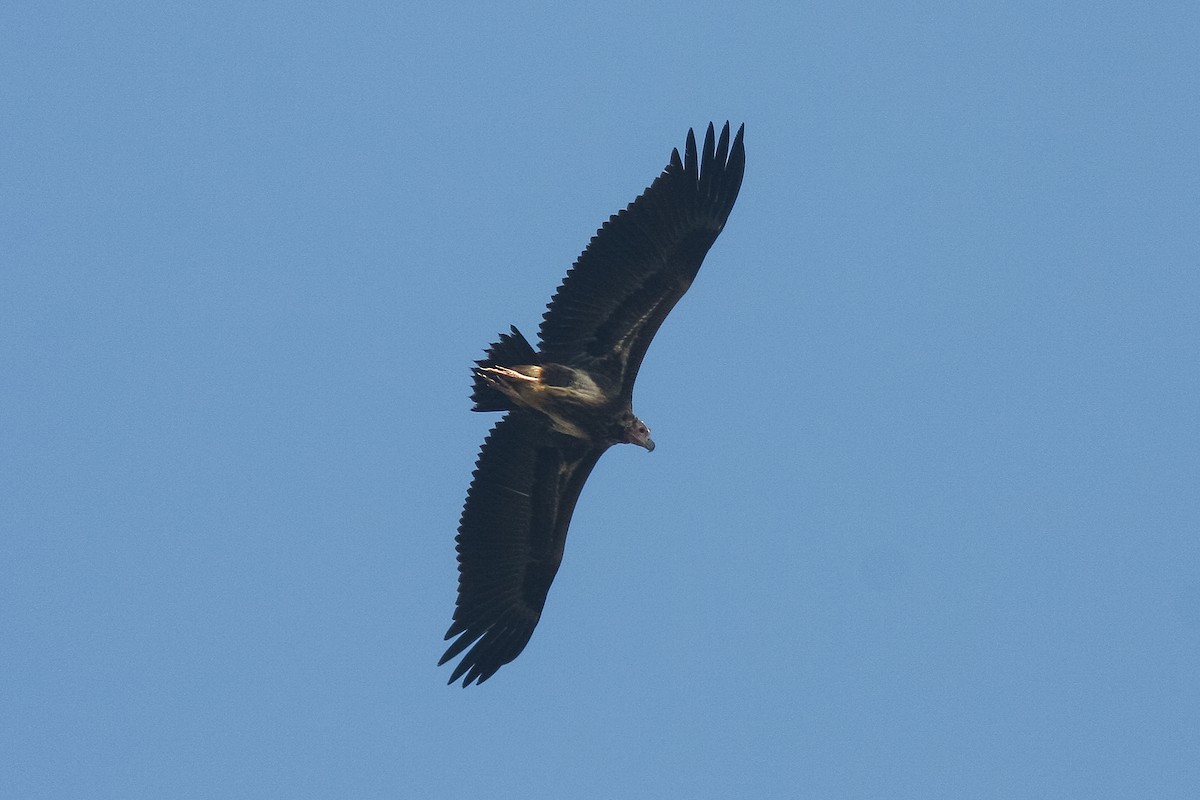 Red-headed Vulture - ML300210361