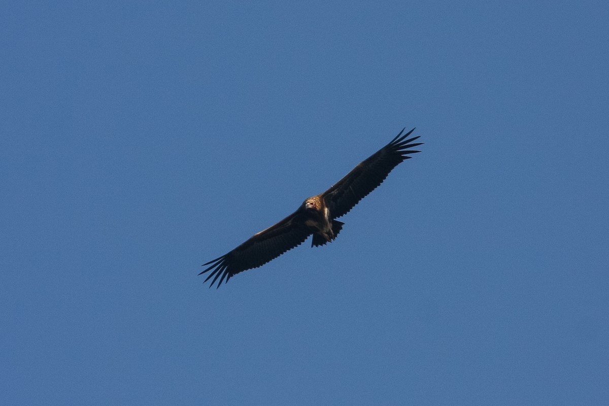 Red-headed Vulture - ML300210451