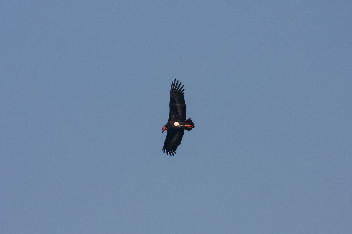 Red-headed Vulture - ML300210761