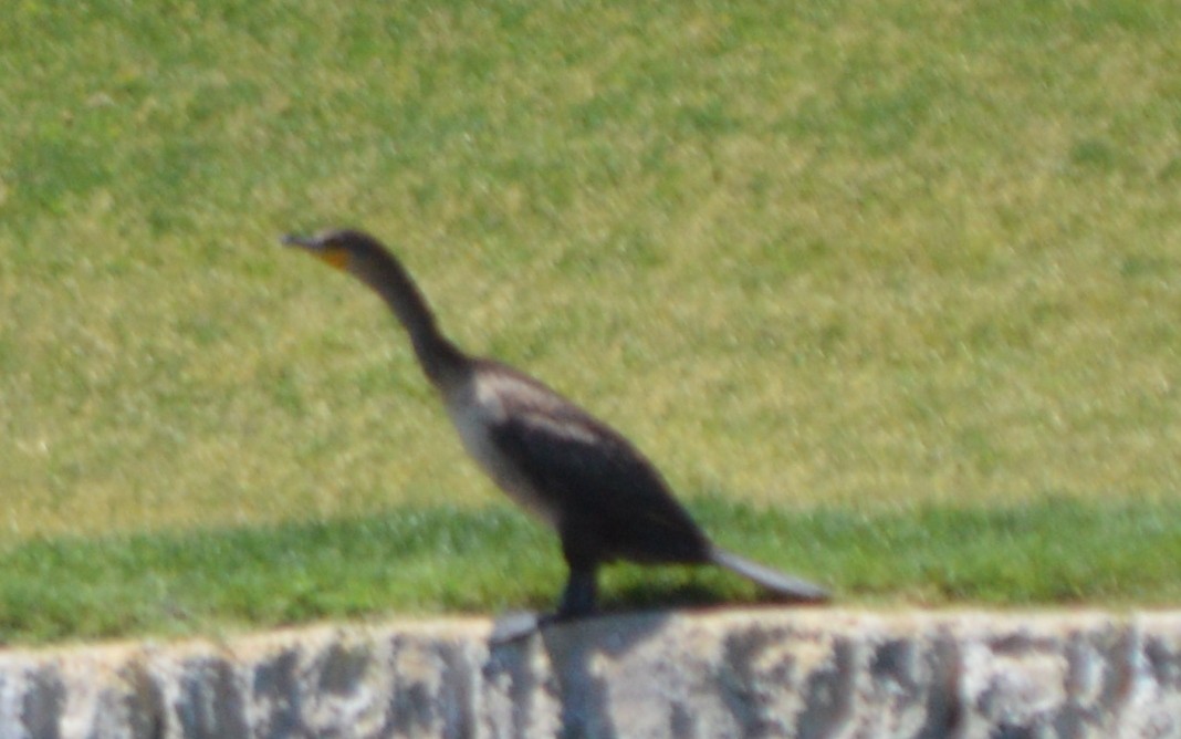 Double-crested Cormorant - ML30021121