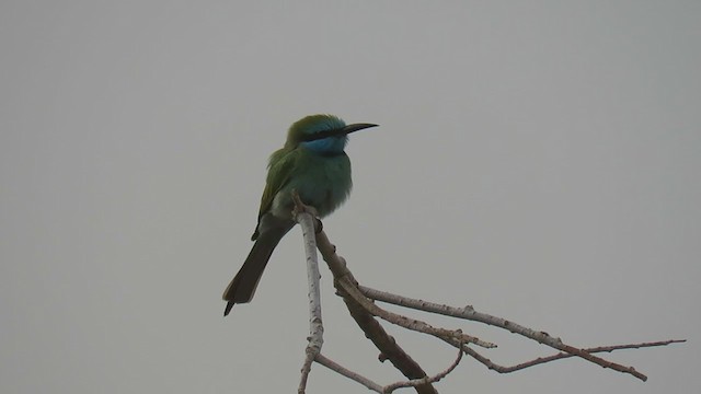 Arabian Green Bee-eater - ML300212821