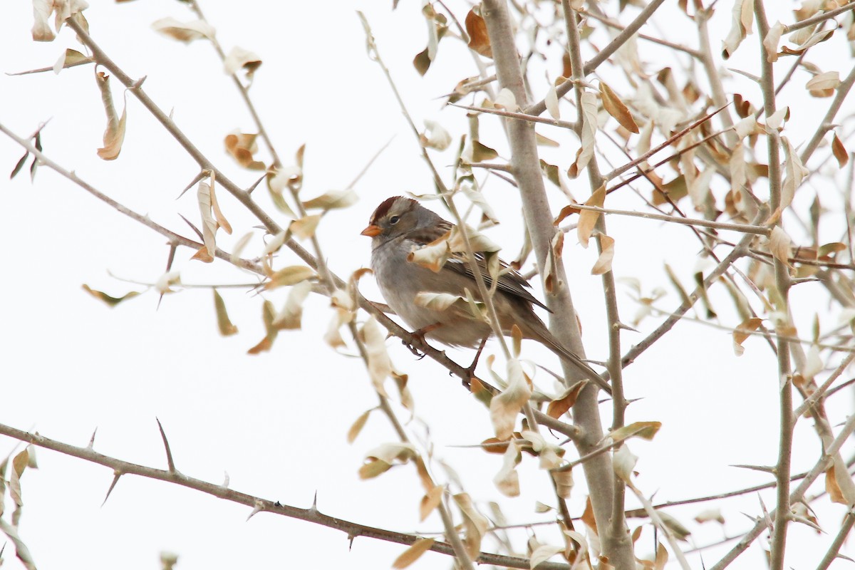 White-crowned Sparrow - Carly Farley
