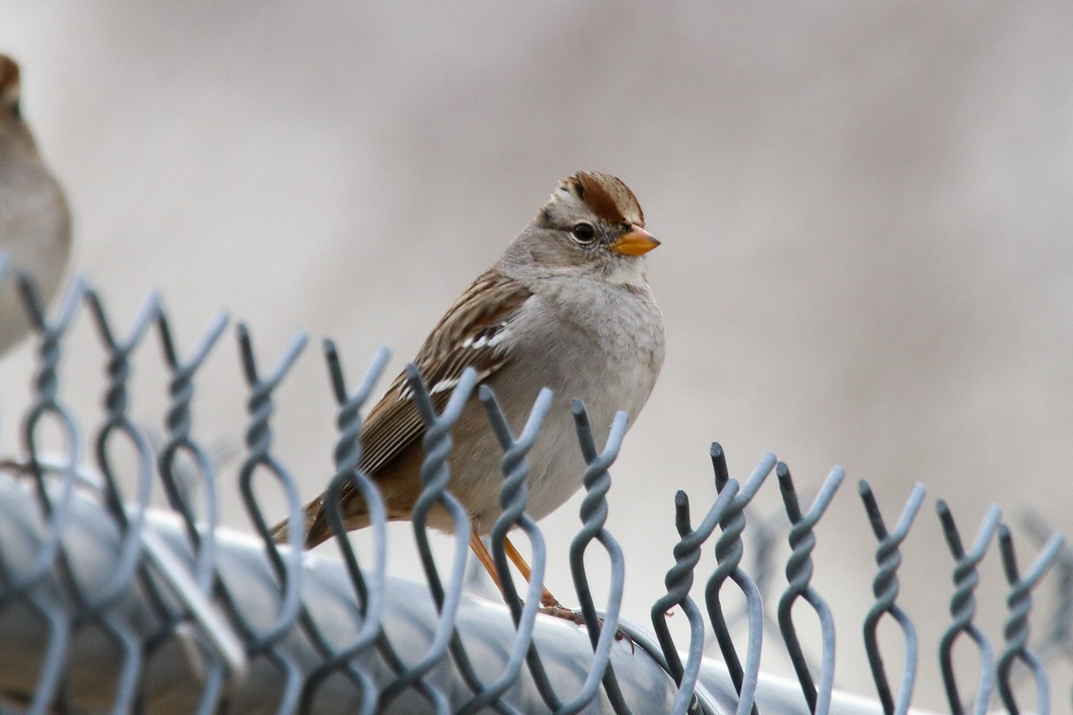 White-crowned Sparrow - ML300212931